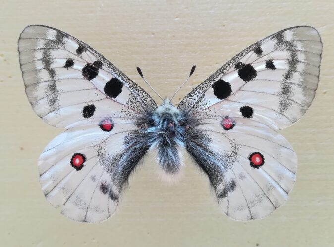 Farfalla Parnassius apollo